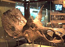 Nedoceratops