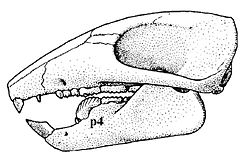 Nemegtbaatar skull.jpg