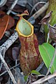 Nepenthes philippinensis - lower pitcher, Bacungan