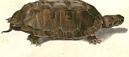 Platrugschildpad