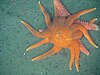 Morning sun star attacking another starfish