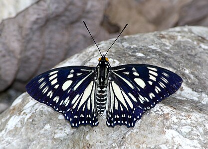 Dorsal view (male)