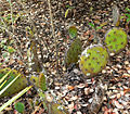 Opuntia littoralis var. vaseyi