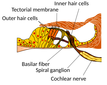 Schematic of the Corti organ, showing the outer hair cells, inner hair cells and cochlear nerve in which auditory nerve fibers are situated.