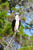 Osprey