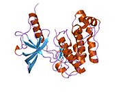 1p14​: Kristalna struktura katalitičke petlje mutanta insulinske receptorske tirozinske kinaze