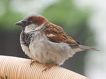 House Sparrow, a bird of urban areas which was...
