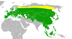 Hnízdní areál (pouze v létě) (žlutá), celoroční výskyt (zelená), areál zimování (modrá)