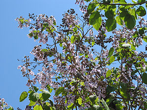 참오동나무(Paulownia tomentosa)