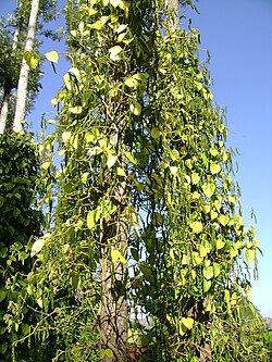 'n Peperplant in Tamil Nadu.