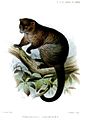 Lemuren-Ringbeutler