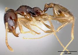 Pheidole barbata