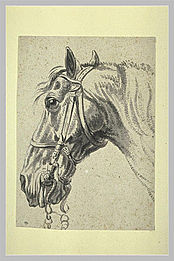 Pieter van Bloemen, Tête de cheval bridé, collection Saint-Morys.