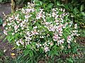 Bleikblóma afbrigði, Lathyrus vernus 'Alboroseus'