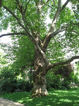 Klevalapis platanas (Platanus x acerifolia)