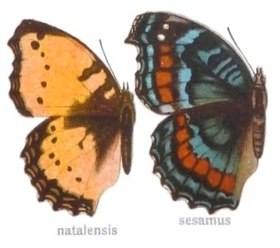 Variações de cor sazonais da borboleta africana P. octavia. À esquerda, podemos ver a forma da estação chuvosa (chamada natalensis aqui); à direita, podemos ver a forma da estação seca (chamada sesamus aqui). Elas são tão diferentes em coloração e padrões que os primeiros entomologistas as denominaram diferentemente.[1] Ilustrações retiradas de Adalbert Seitz: Fauna Africana (1910).