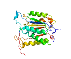 Протеин CASP6 PDB 1MI9.png