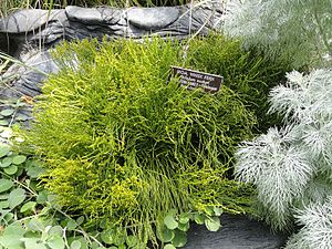 Psilotum nudum cultivé au Jardin botanique des États-Unis (Washington, district de Columbia, États-Unis).