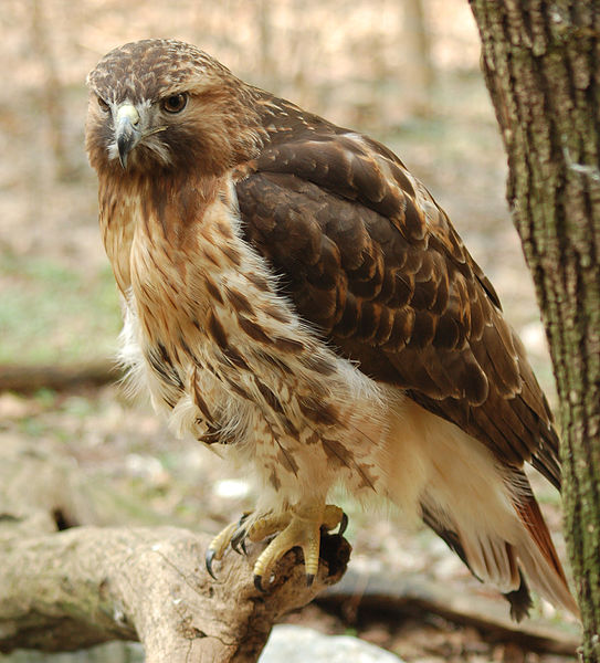 File:Red-tailed Hawk Buteo  jamaicensis Full Body 1880px.jpg