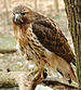 Photograph of a Red-tailed Hawk en ( Buteo jam...