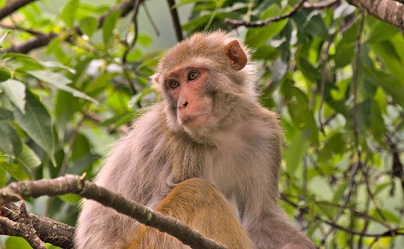 Female Rhesus macaque, IIT Mandi. • Bengali Wikipedia POTD, 19 Oct 2020