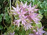 Roze vetkruid (Sedum spurium)