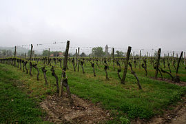 Vineyards