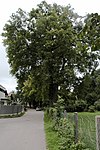 Baumreihe Hans-Sperl-Str. u.Eschenbachg.