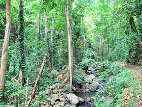 Лес на острове Сан-Томе