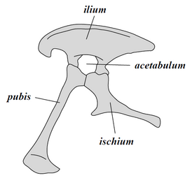 Zgradba kolka zavrishijev: zgoraj črevnica (ilium), levo sramnica (pubis) in desno sednica (ischium).