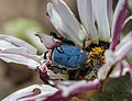 Blue monkey beetle