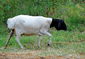 Овцы в Претории, SA.jpg