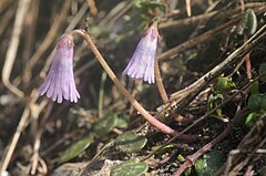 Description de l'image Soldanella austriaca (Österreich-Soldanelle) IMG 2997.jpg.