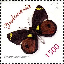 Delias kristianiae