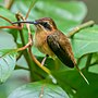 Miniatura para Phaethornis striigularis