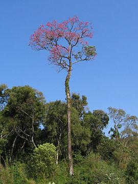 Lepacho-Baum im Nationalpark San Rafael