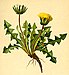 Taraxacum pacheri Atlas Alpenflora.jpg