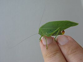 Plangia graminea