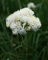 Akelei-Wiesenraute (Thalictrum aquilegiifolium)