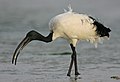 Ibis sacré