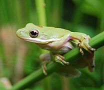 American green tree frog