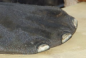 The foot of a manatee. Manatees are believed to share common ancestry with elephants. Trichechus manatus fg01.JPG
