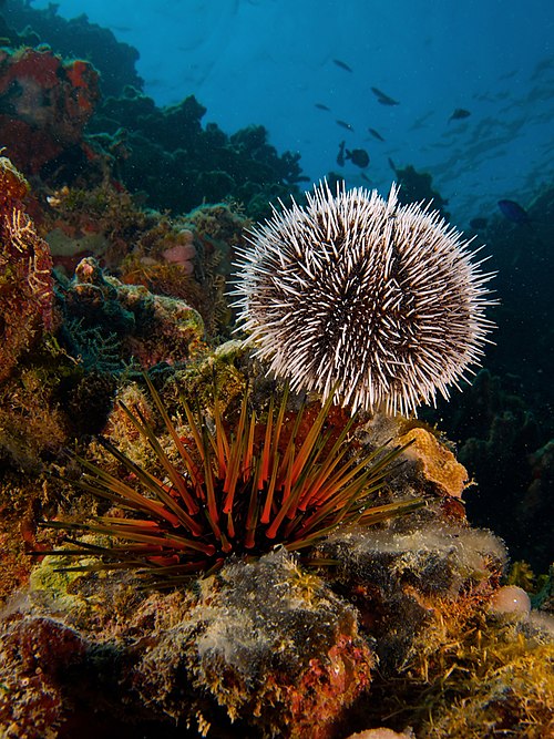 Sea urchins are a group of spiny globular echinoderms which form the class Echinoidea. About 950 species live on the seabed, inhabiting all oceans and depth zones from the intertidal to 5,000 metres (16,000 feet; 2,700 fathoms). Their tests (hard shells) are round and spiny, typically from 3 to 10 centimetres (1 to 4 inches) across. Sea urchins move slowly, crawling with their tube feet, and sometimes pushing themselves with their spines. They feed primarily on algae but also eat slow-moving or sessile animals. Their predators include sea otters, starfish, wolf eels, and triggerfish. This photograph, taken off the northern coast of Haiti near Cap-Haïtien, shows two species of sea urchin: a West Indian sea egg (top) and a reef urchin (bottom).