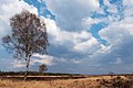 zwischen Stroe und Kootwijk, Baum mit Heidekraut in der Veluwe