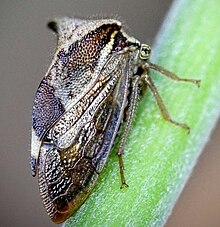 Two-horned Treehopper (Stictocephala diceros)