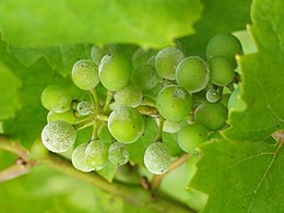 Uncinula necator, a powdery mildew that grows on grapes. UncinulaNecatorOnGrapes.jpg