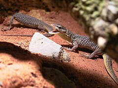 Description de l'image Varanus storri012.jpg.