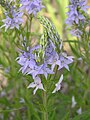 Veronica austriaca subsp. jacquinii (inflorescences)