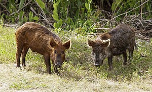 Wild pig - Sus scrofa Wild pigs stop near the ...
