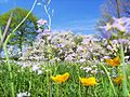 Schlehdorn im Hintergrund als typische Pflanze sonnenexponierter Lagen, in Hecken und an Waldrändern. Er trägt zu einem reichblühenden Frühjahrsaspekt bei.